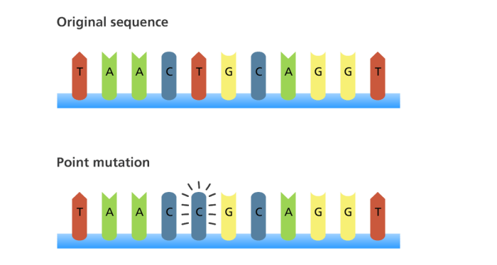 Protein modeling melanin mutations & more