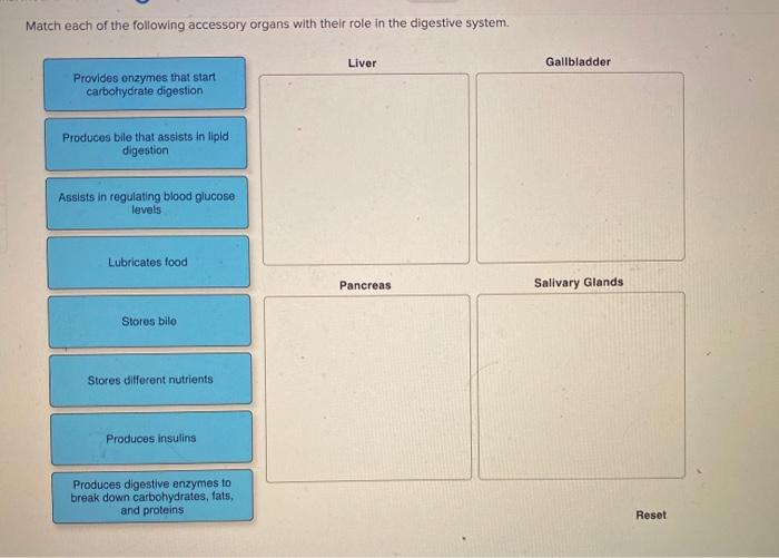 Match the following digestive system