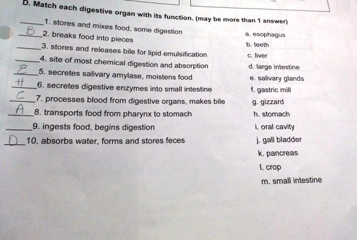 Digestive system diagram labeled human tract anatomy drawing body gastrointestinal labels draw track kidneys label kids health systems liver stomach