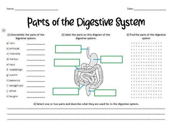 Match the following digestive system