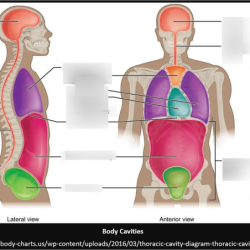 Lesson 1.1 identifying body cavities