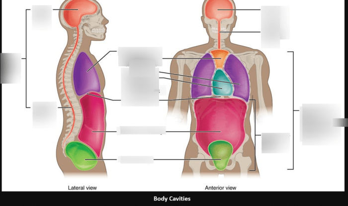 Lesson 1.1 identifying body cavities