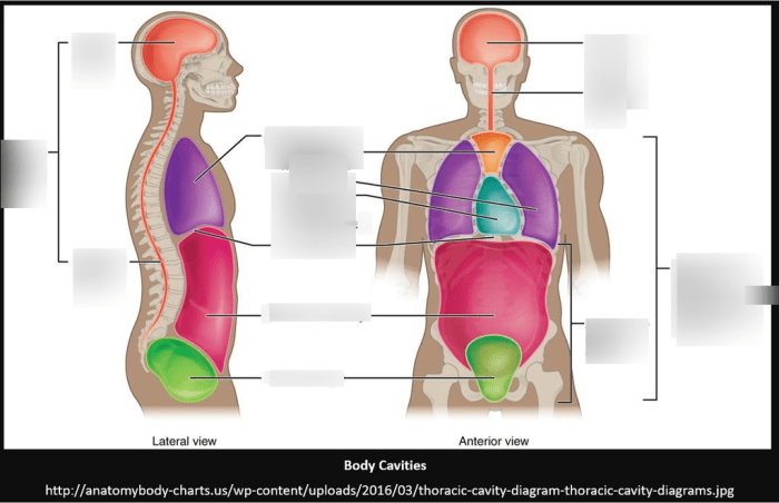 Lesson 1.1 identifying body cavities