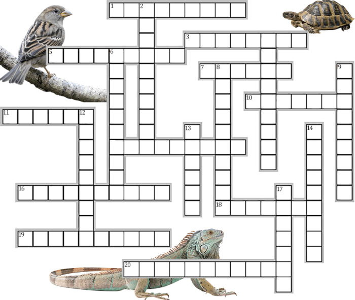 Theory of evolution crossword puzzle