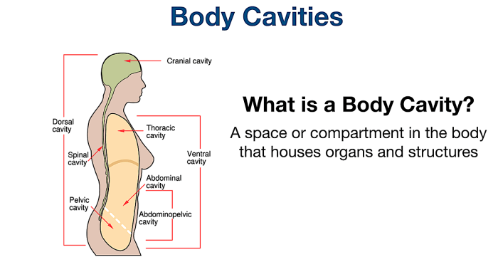 Cavities cavity anatomy chest subdivisions