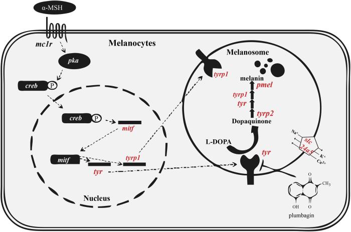 Peptides analogs melanin acids synthesis stimulate chool yong downregulation