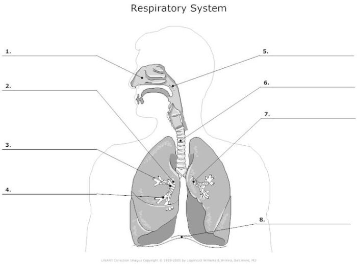 Worksheets on the respiratory system