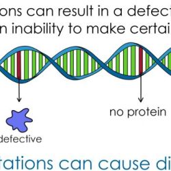 Protein modeling melanin mutations & more