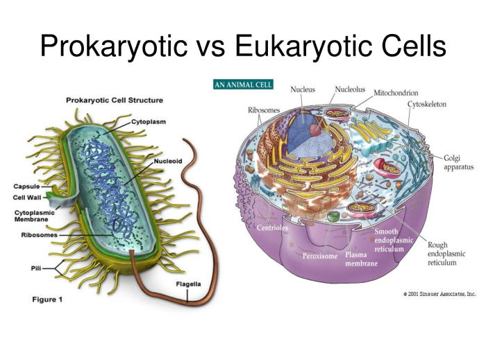 Prokaryotic and eukaryotic cells maze answer key