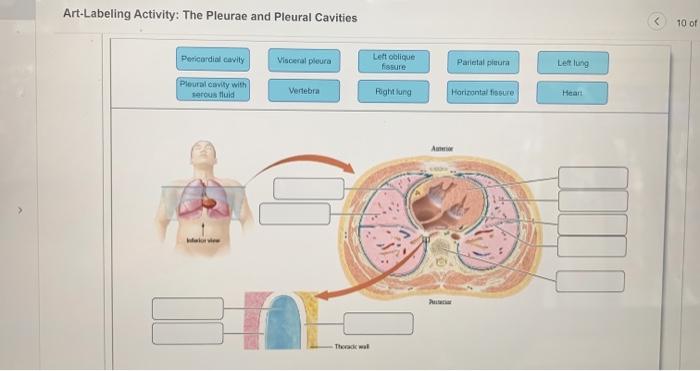 Art-labeling activity: the pleurae and pleural cavities