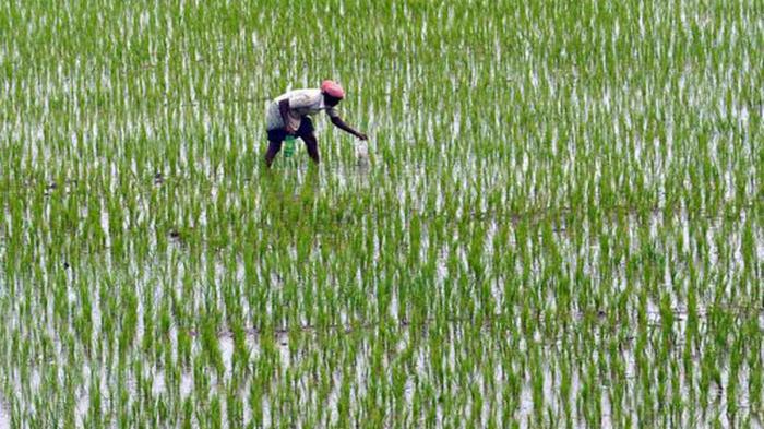 Farming intensive hindu