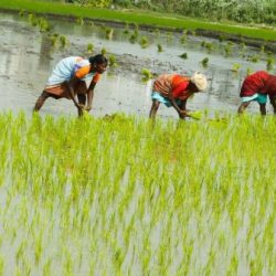 Describe the type of farming used in the swampy lowlands.