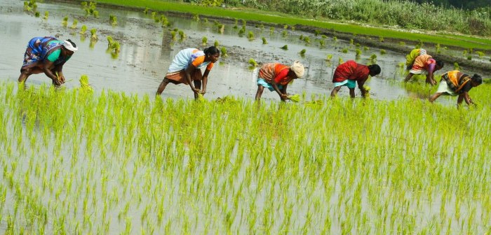 Describe the type of farming used in the swampy lowlands.