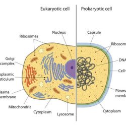 Prokaryotic and eukaryotic cells maze answer key