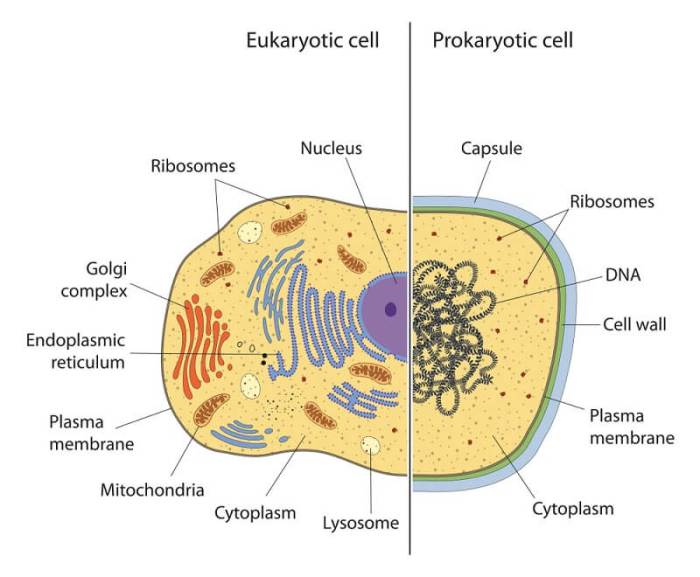 Prokaryotic and eukaryotic cells maze answer key