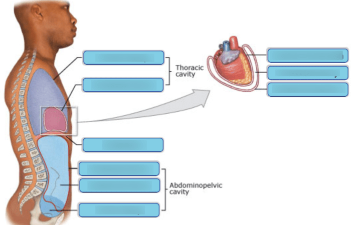 Art-labeling activity: the pleurae and pleural cavities