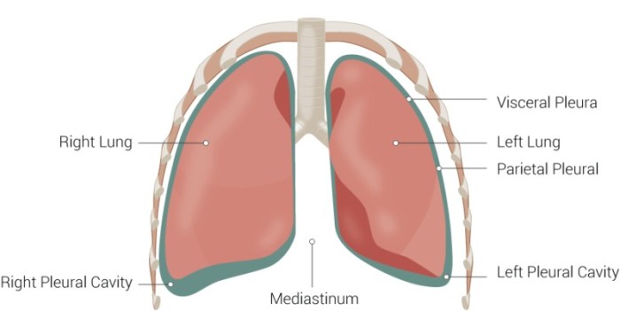 Pleural cavity lung pleura poster