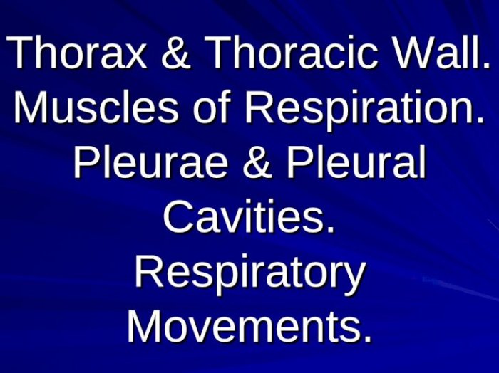 Lungs gross lung pleura lobe drawittoknowit apex glossary thoracic