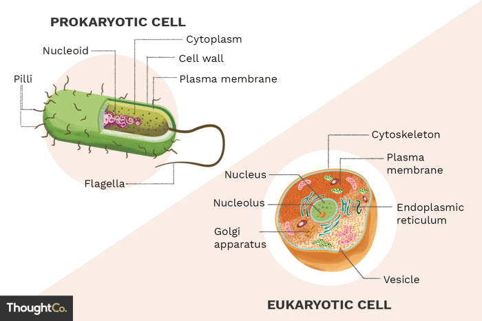 Prokaryotic and eukaryotic cells maze answer key