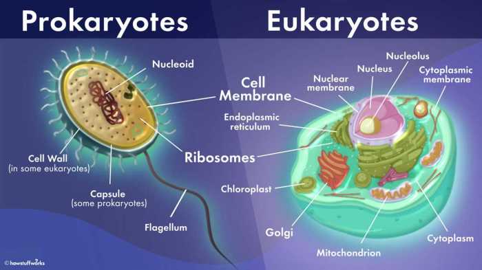 Prokaryotic and eukaryotic cells maze answer key